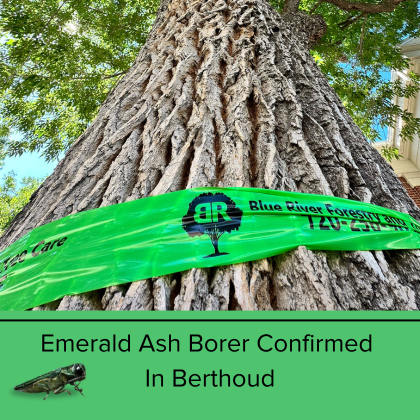 Emerald Ash Borer on an ash tree