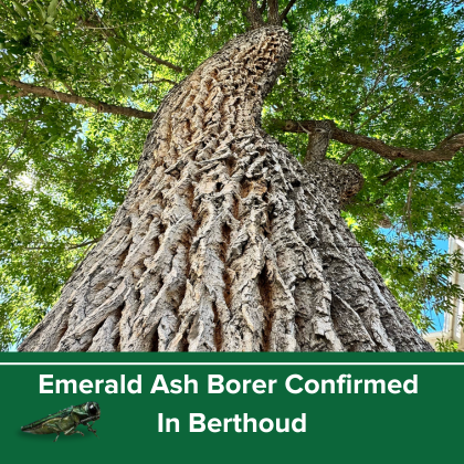 Emerald Ash Borer and an ash tree
