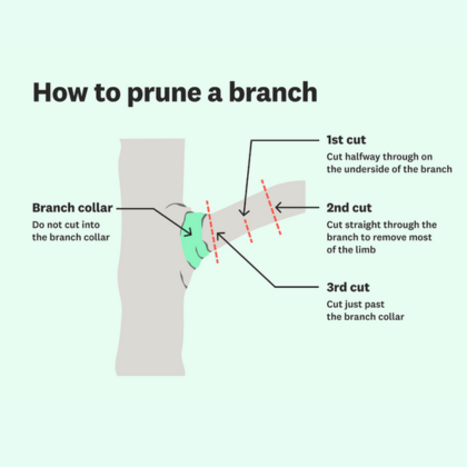 How to prune a branch. Information in copy below.