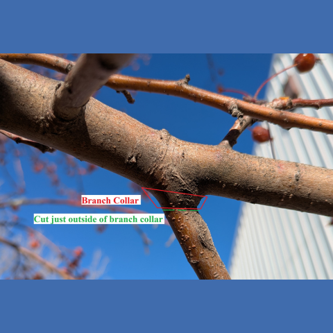 A picture showing a typical branch attached to a tree with a line where to make a cut. 