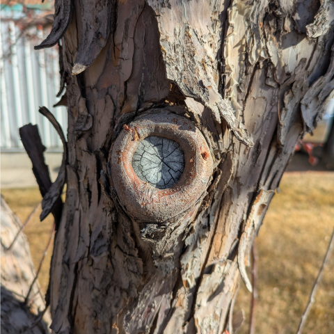 A picture showing a partially sealed wound on a branch from correct pruning.