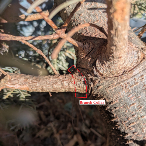 A picture of typical branch highlighting the branch collar at the base of the branch.