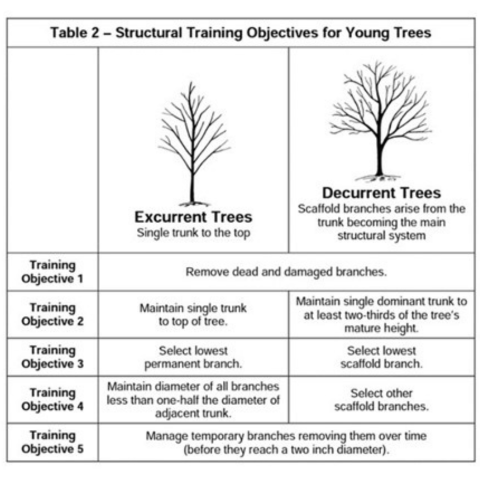 A graphic showing the two types of tree structure, excurrent and decurrent growth.