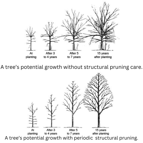 A graphic showing the potential strcture for a tree without periodic pruning, and one with. 