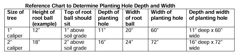 Tree Plantng hole sizes
