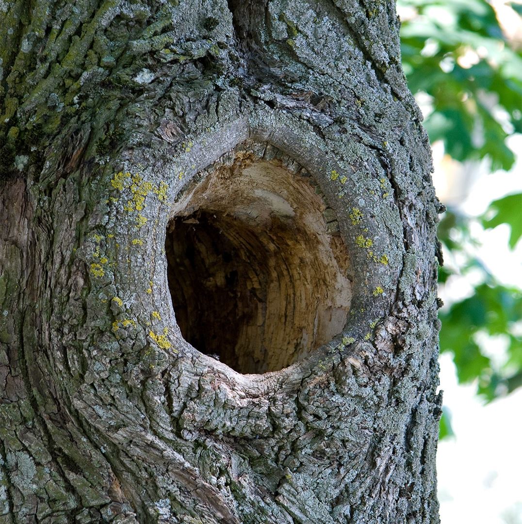 Hollow branch wound in tree. 