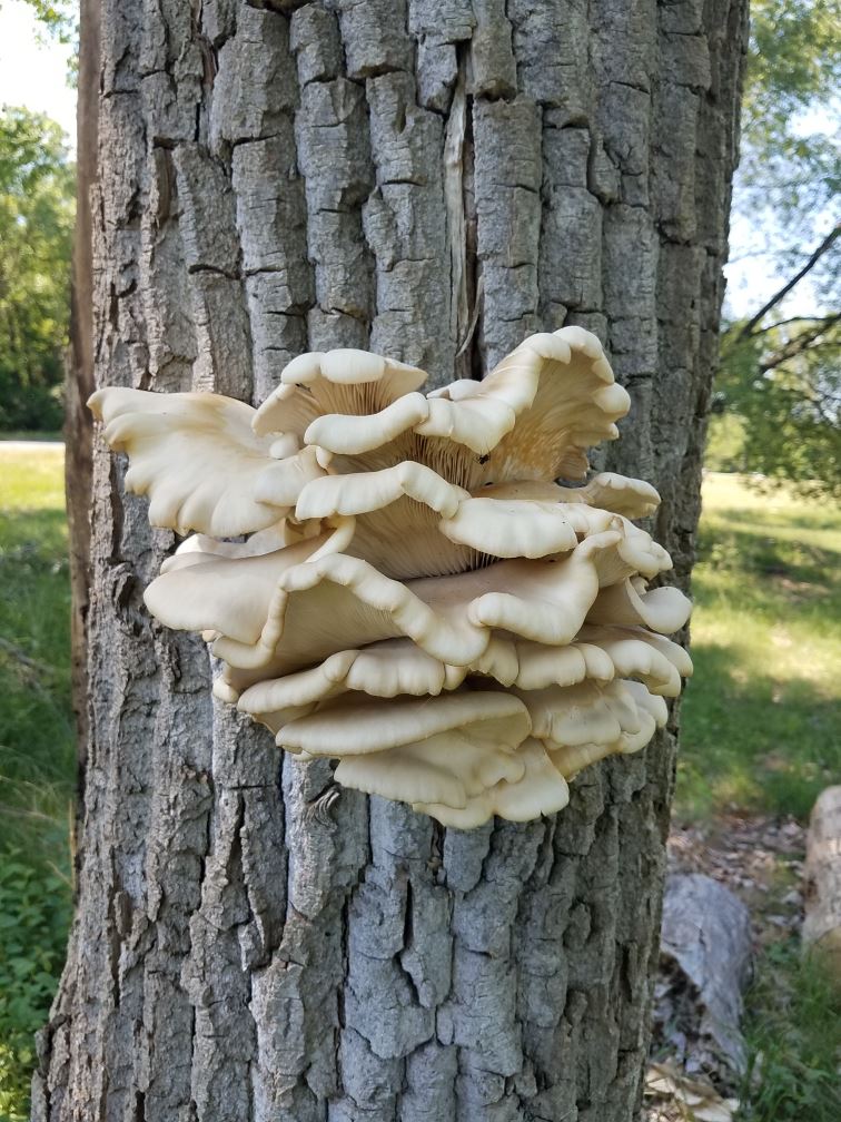 Mushrooms growing on trunk of tree