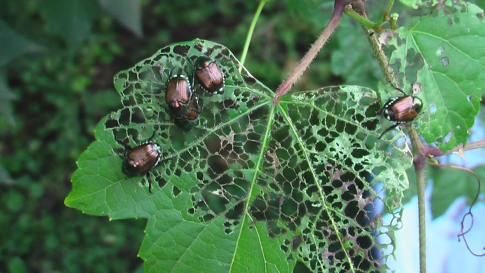 Japanese beetle damage on leaves