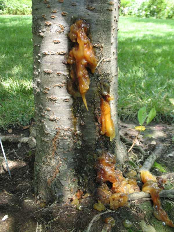 Sap oozing from tree trunk