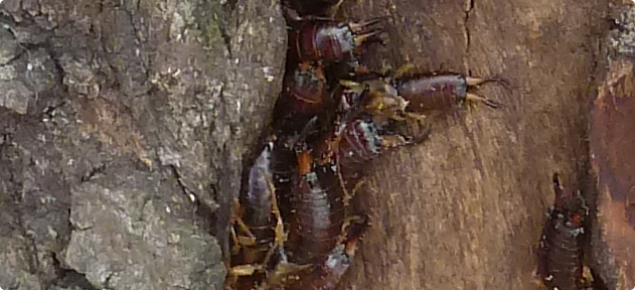 Earwigs tucked in bark. 