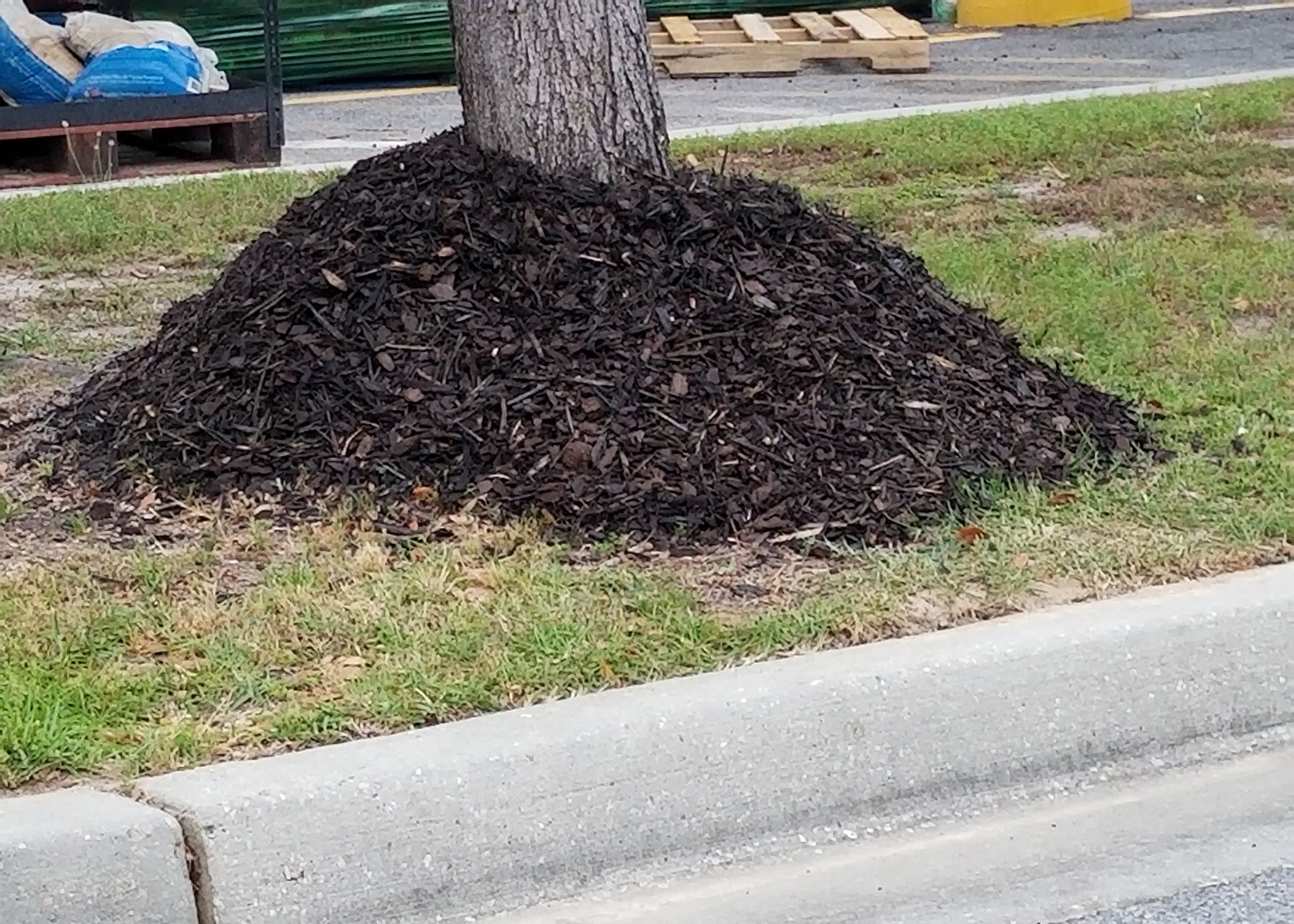 Mulch Volcano- An industry term when mulch is piled up and touching the base of the trees trunk. 