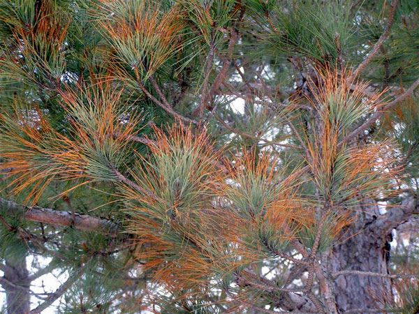 Browning needles on a pine starting from the needle tips.