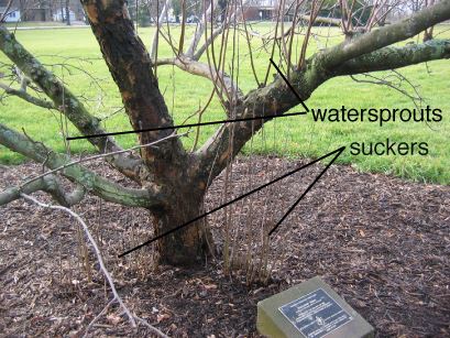 A tree with sucker sprouts coming from the ground, and water sprouts on a branch. 