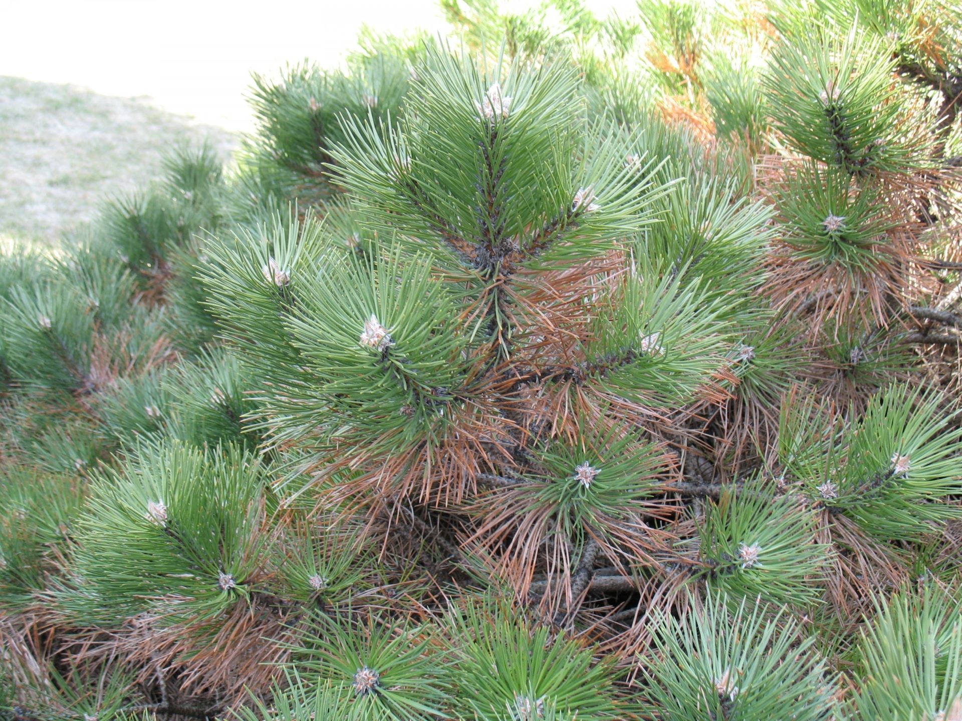 Normal needle browning on a pine, from the oldest needles on a branch.
