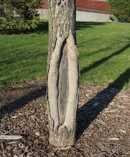 Sunscald on tree many years later where heartwood of tree is visible.  