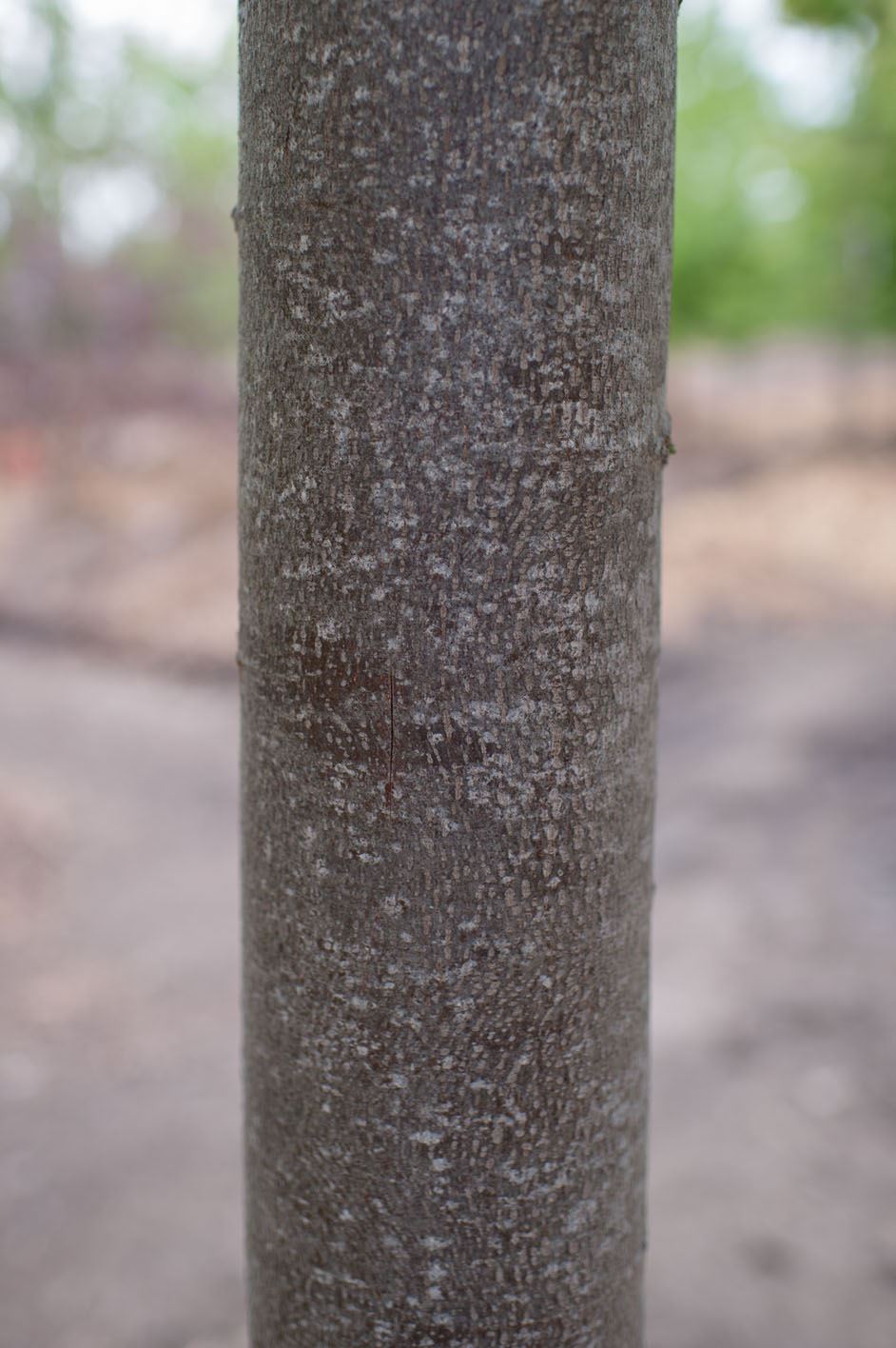 Bark of a young linden tree giving example of thin bark. 